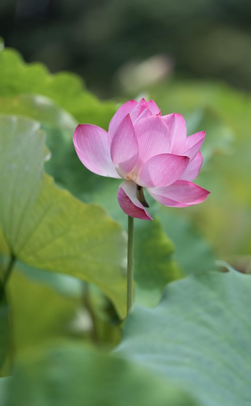 Serenity Pond
