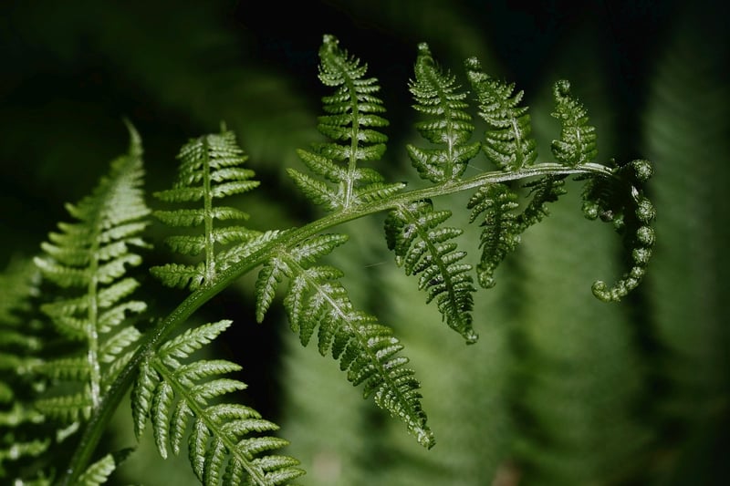 Shade-Loving Plants
